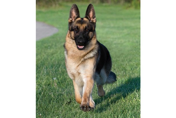 German shepherd neutering store behavior